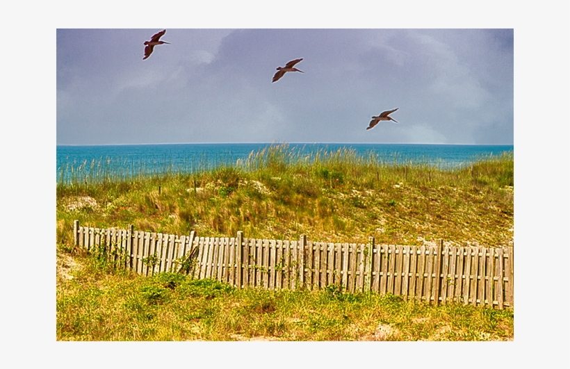 An Old Sand Fence And Dune Grass Mark The Beach Boundary - Picket Fence, transparent png