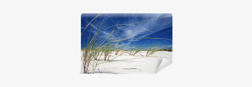 Close-up Of Beach Grass With A Bright Blue Sky As Backdrop - Sketch, transparent png