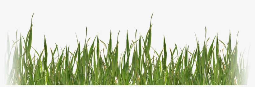 Fun Bunny In Grass Round Ornament, transparent png