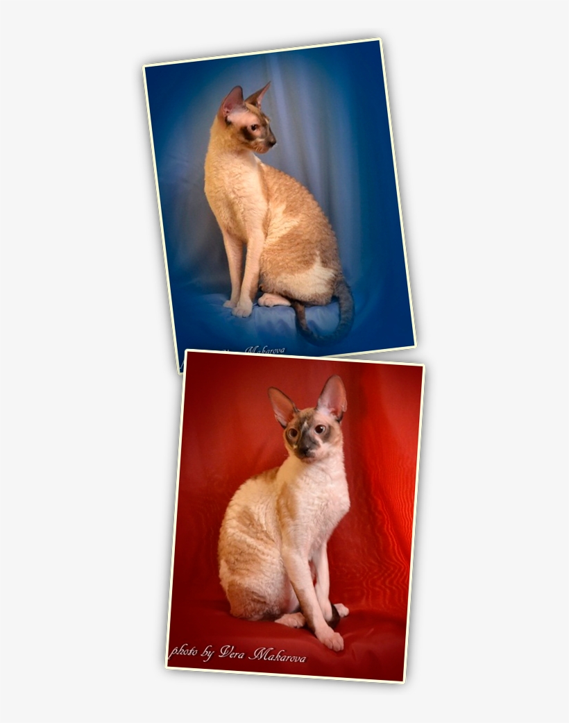 Cat, transparent png