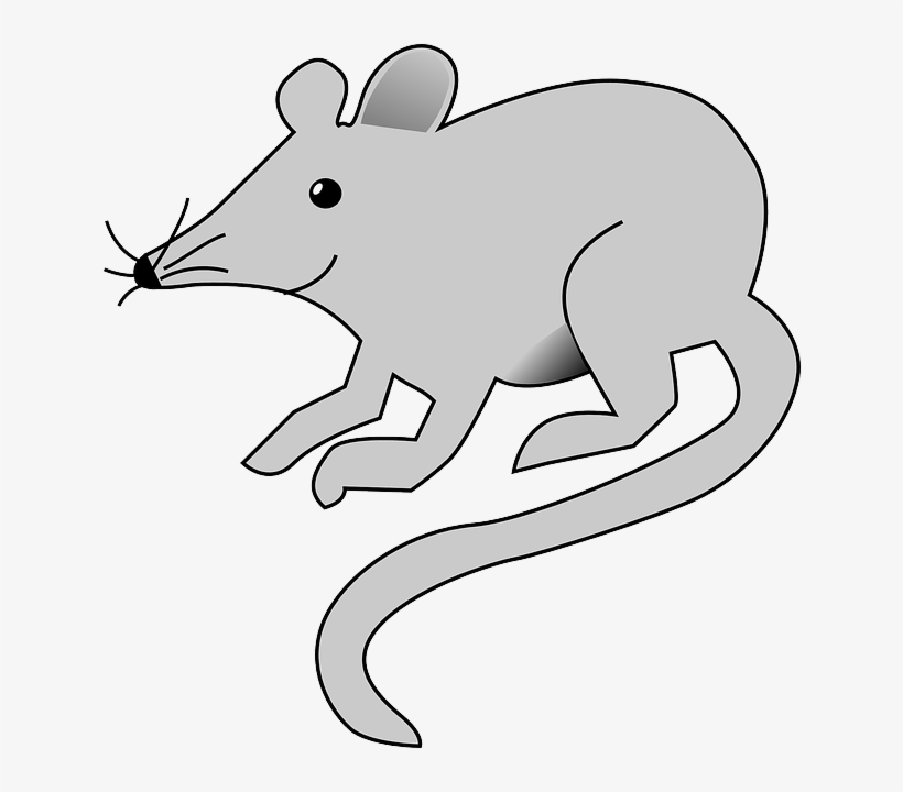Mouse, Cartoon, Rat, Grey, Animal, Tail, Arts, Rats - Rat Clip Art, transparent png