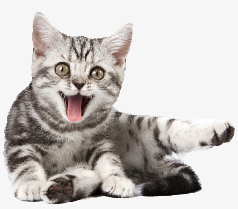Png Transparent Dog - Cat Calendar 2018: 16 Month Calendar, transparent png