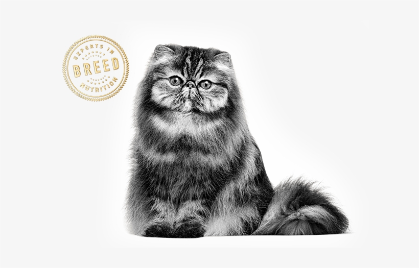 Persian - Julekule Katt Porsgrund Porselen, transparent png