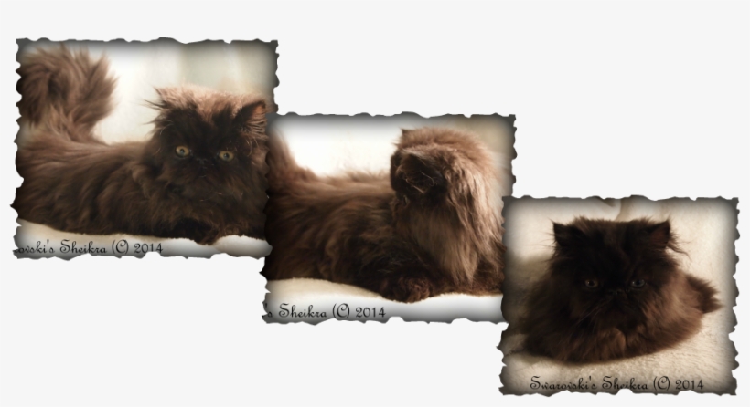 Domestic Long-haired Cat, transparent png