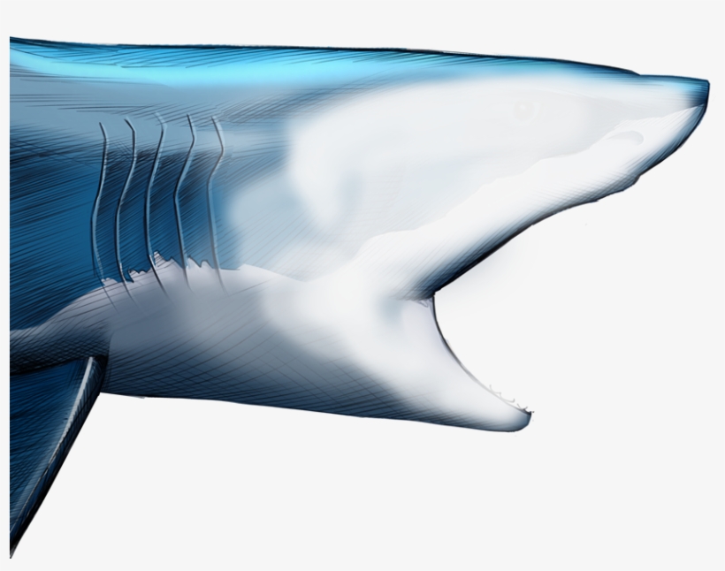 Unlike Most Animals, A Shark's Upper Jaw Is Not Firmly - Shark, transparent png