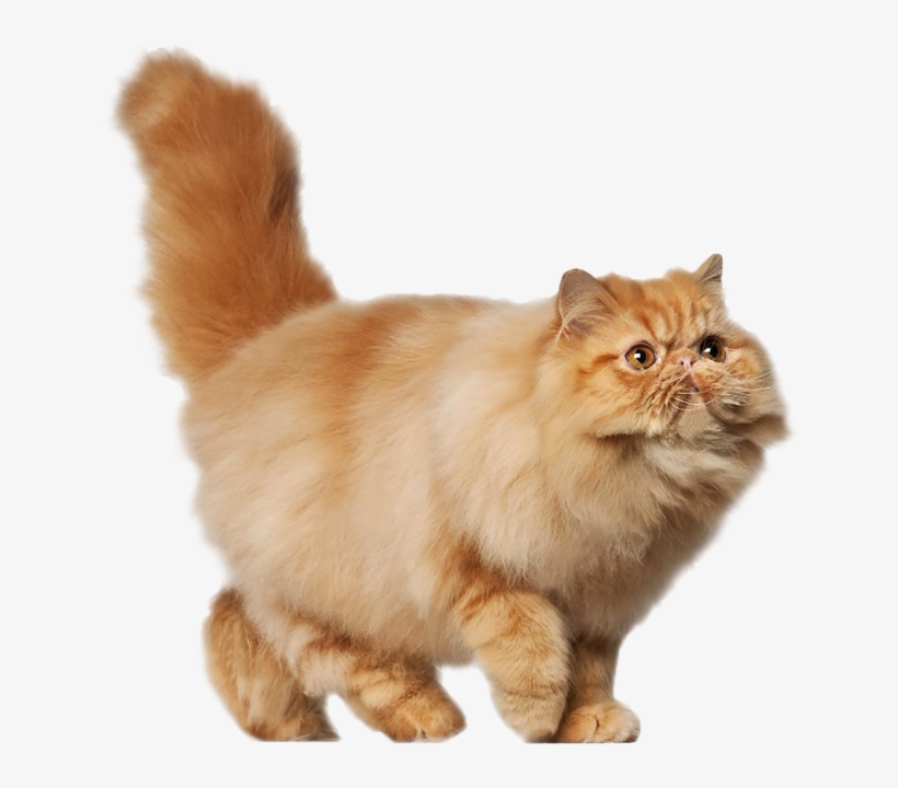 Persian 19 Oct 2018 - Persian Cat, transparent png