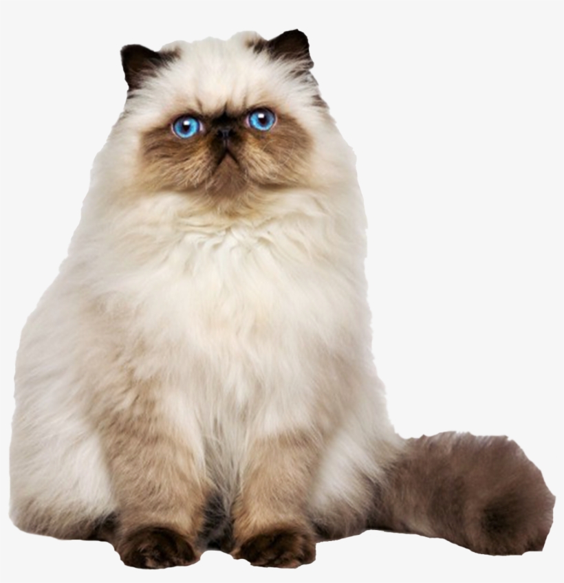 Persian - Persian Cat, transparent png