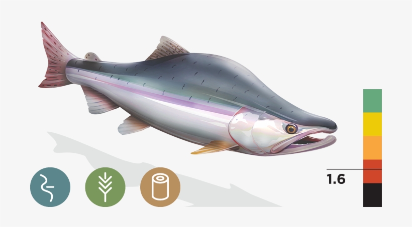 Pink Salmon - Species Of Salmon, transparent png