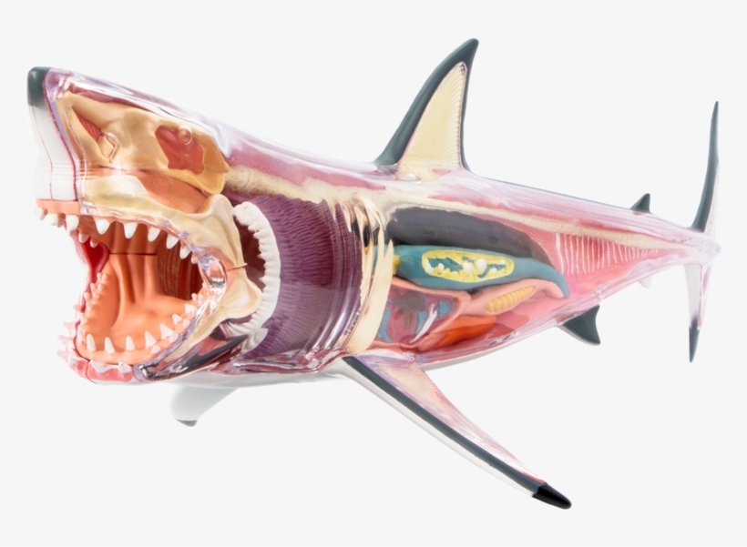 This Mighty Jaxx Chum Dissected Shark Is A Great Means - Shark, transparent png
