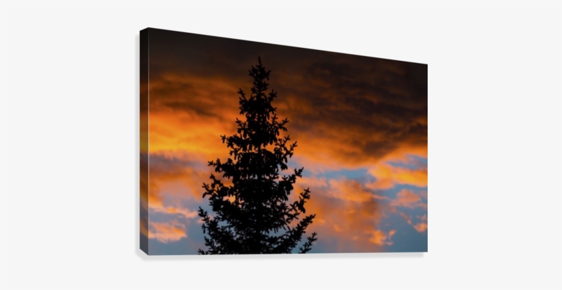 Silhouette Of Evergreen Trees Against Dramatic Colourful, transparent png