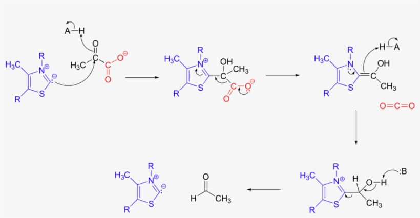 Pyruvate Dc - Wikimedia Commons, transparent png
