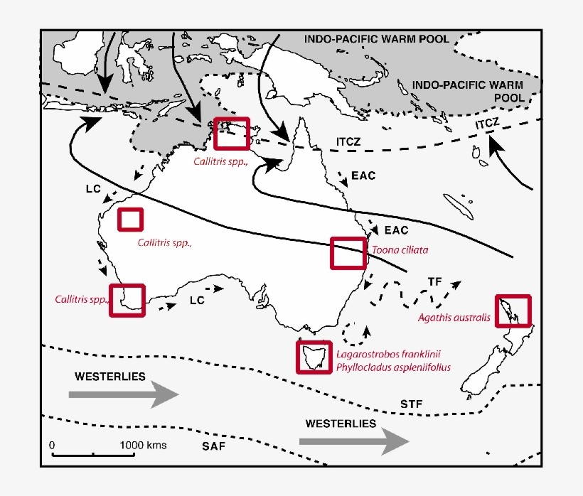Location Of Australasian Tree-ring Sites Discussed - Leeuwin Current, transparent png