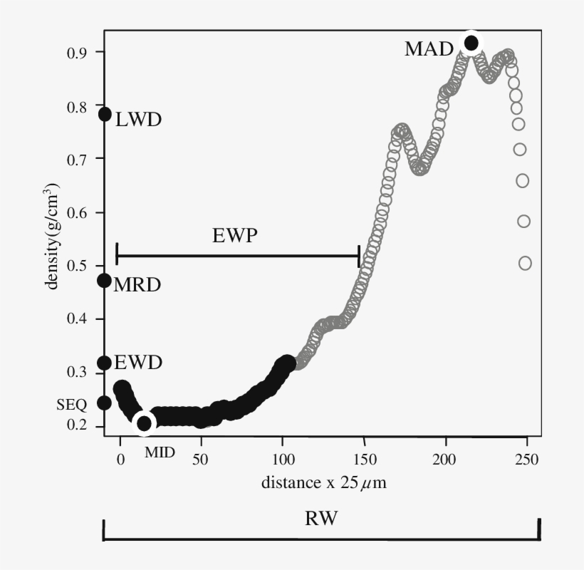 Tree Ring's Density Values Calculated From A Microdensity - Density, transparent png