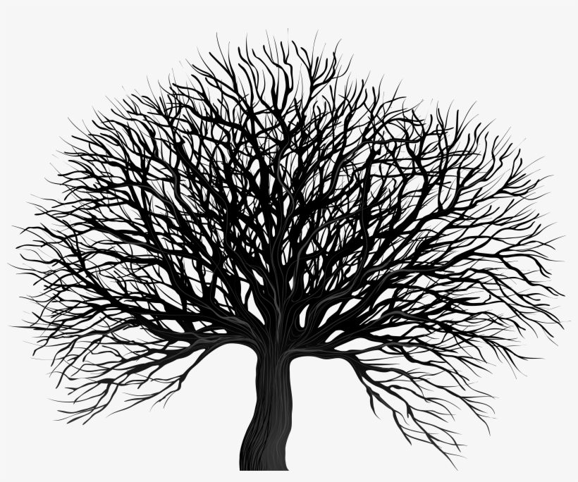 Tree Rings Png, transparent png