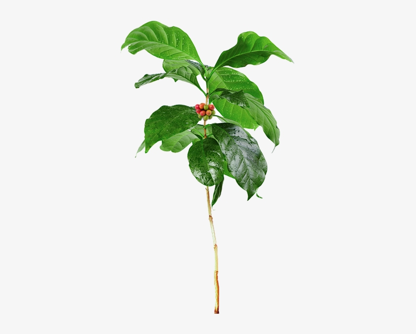 In Our Shop, You May See The Following Acronyms - Young Plant With Roots, transparent png