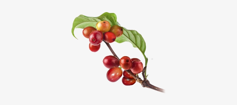 While Carrying Out A Brand Audit, We Poke And Pry About - Coffee, transparent png