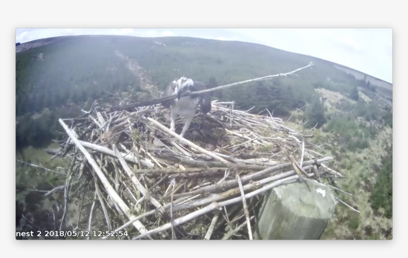 The Longer The Stick The Better For 37 Forestry Commission - Forest, transparent png