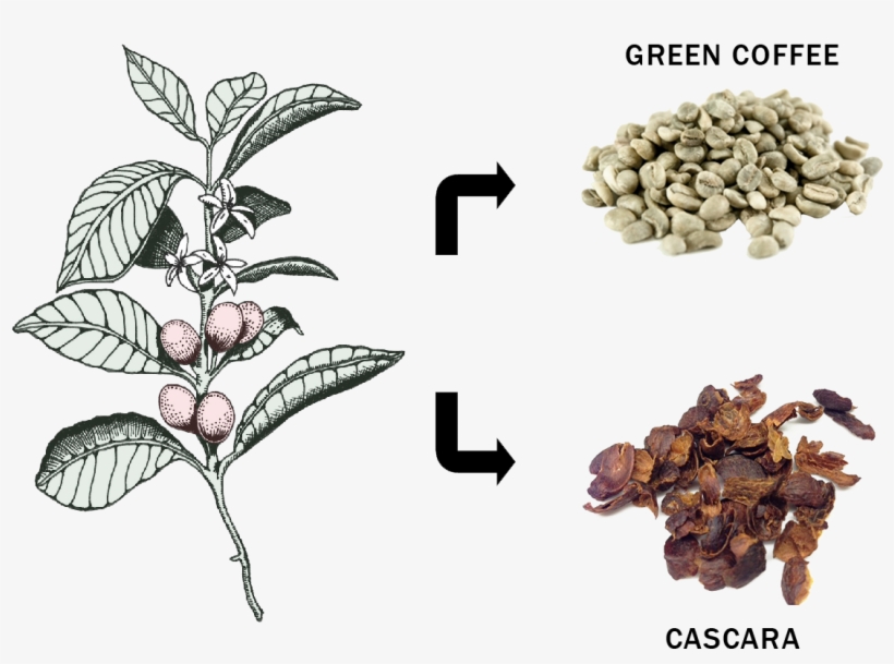 Coffee Plant Product Split - Mata De Cafe Ilustracion, transparent png