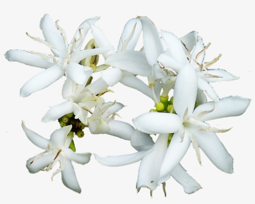 Coffee Flower 280734 - コーヒー 豆 の 花, transparent png