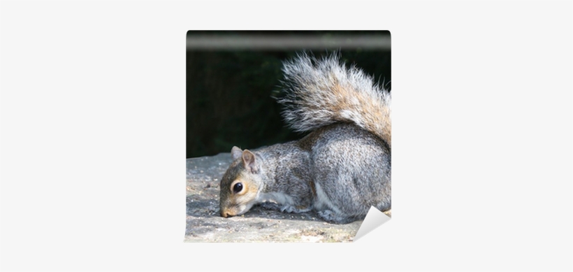 A Grey Squirrel Feeding On A Stone Pillar - Eastern Gray Squirrel, transparent png