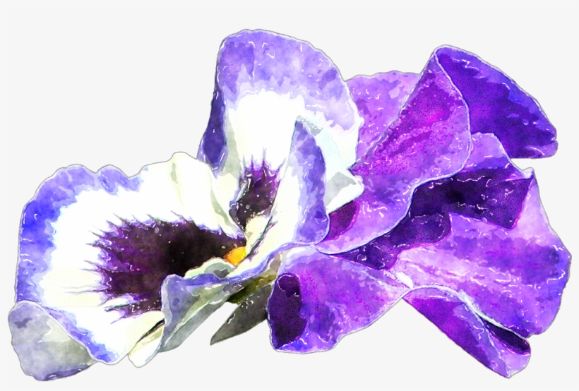 It Was So Blustery In Fact, That Cape Cod And The Islands - Iris Family, transparent png