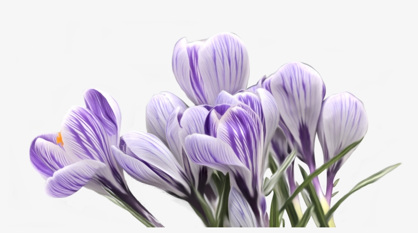 Purple Flowers On Transparent Background, High Resolution,, transparent png