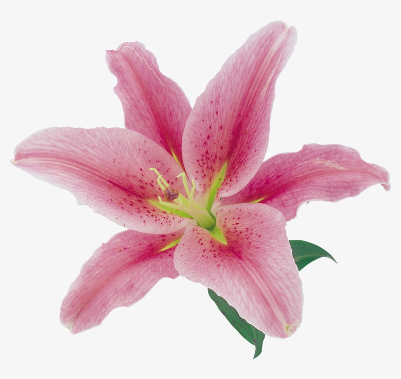 Flores Naturales, Natural Flowers - Lirio Rosa Png, transparent png
