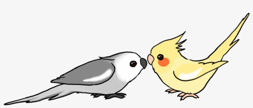 Cute Cartoon Cockatiels By Water - Cute Cockatiel Drawing, transparent png
