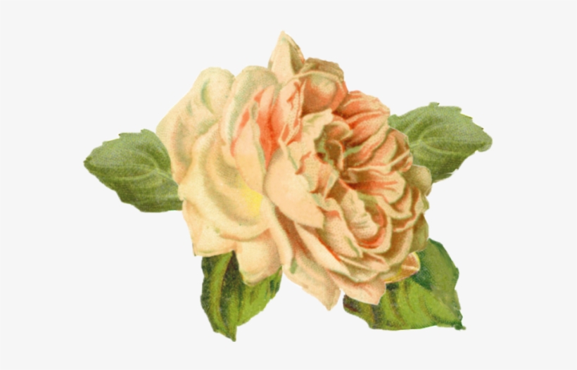 Yellow Rose Tuckdb Org - Pabuku Grußkarte Magic Just Happens, transparent png