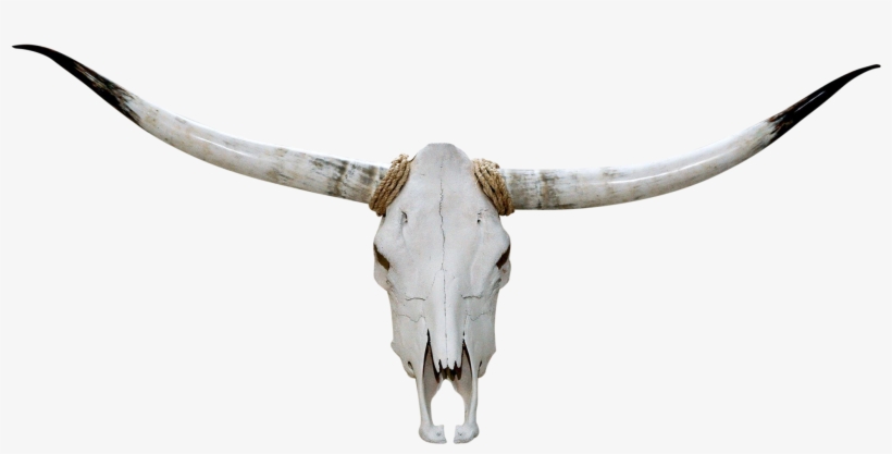 Authentic Longhorn Steer Skull - Cattle, transparent png