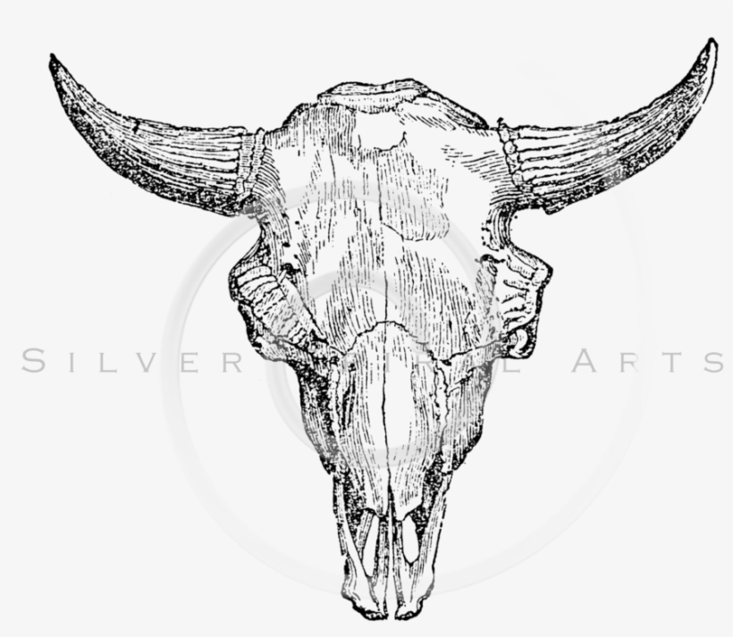 Buffalo Skull Drawing At Getdrawings - Buffalo Skull Illustration Png, transparent png