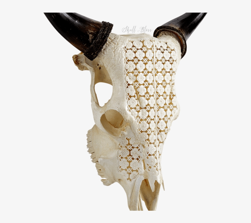 Carved Cow Skull - Xl Horns, transparent png