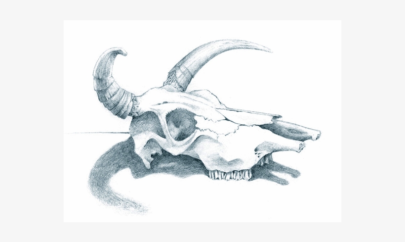 Cowskull, transparent png