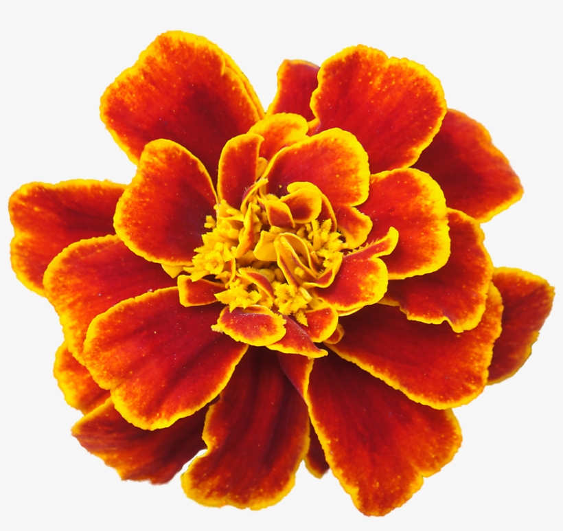To Embroider - Marigold Png, transparent png