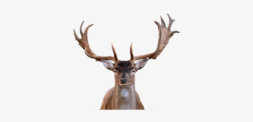 Hirsch Fallow Deer Antler Isolated Transpa - Astas De Ciervo, transparent png