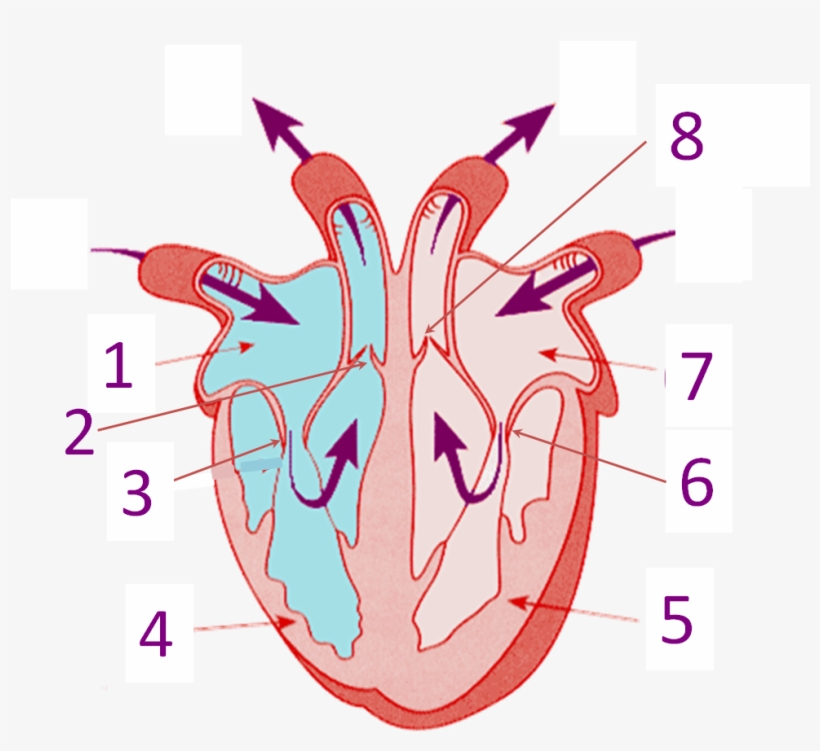 Back To Top - Structure Of The Heart Without Label, transparent png