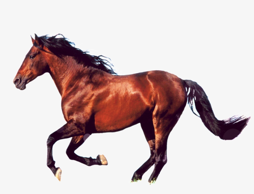 Aftm Bw Horse Running King Duvet, transparent png