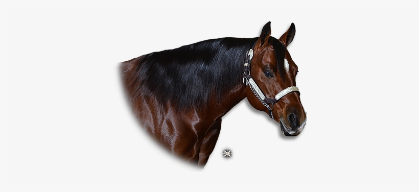 Quarter Horse Png - Sorrel, transparent png