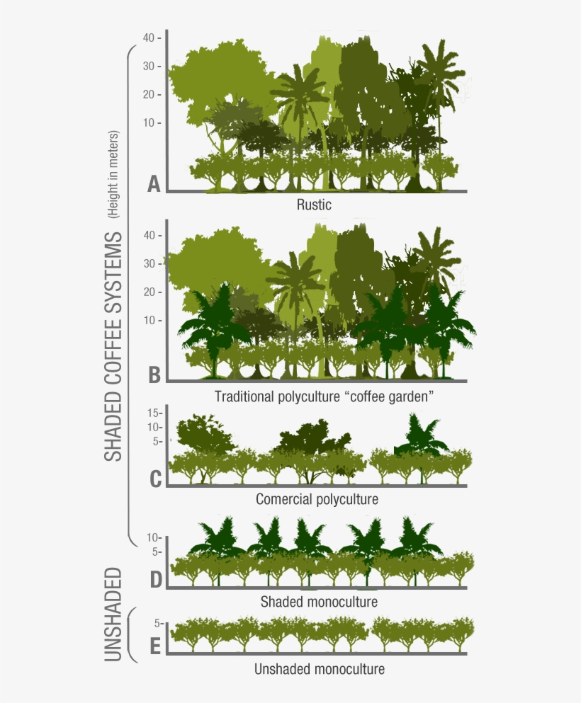 Embedded Image Permalink Coffee Study, Coffee Farm, - Moguel Y Toledo 1999, transparent png