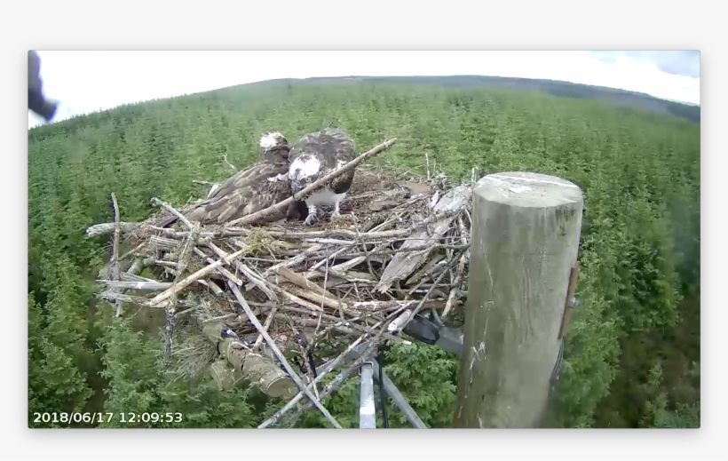 Ya Places Another Stick Forestry Commission England - Wood, transparent png