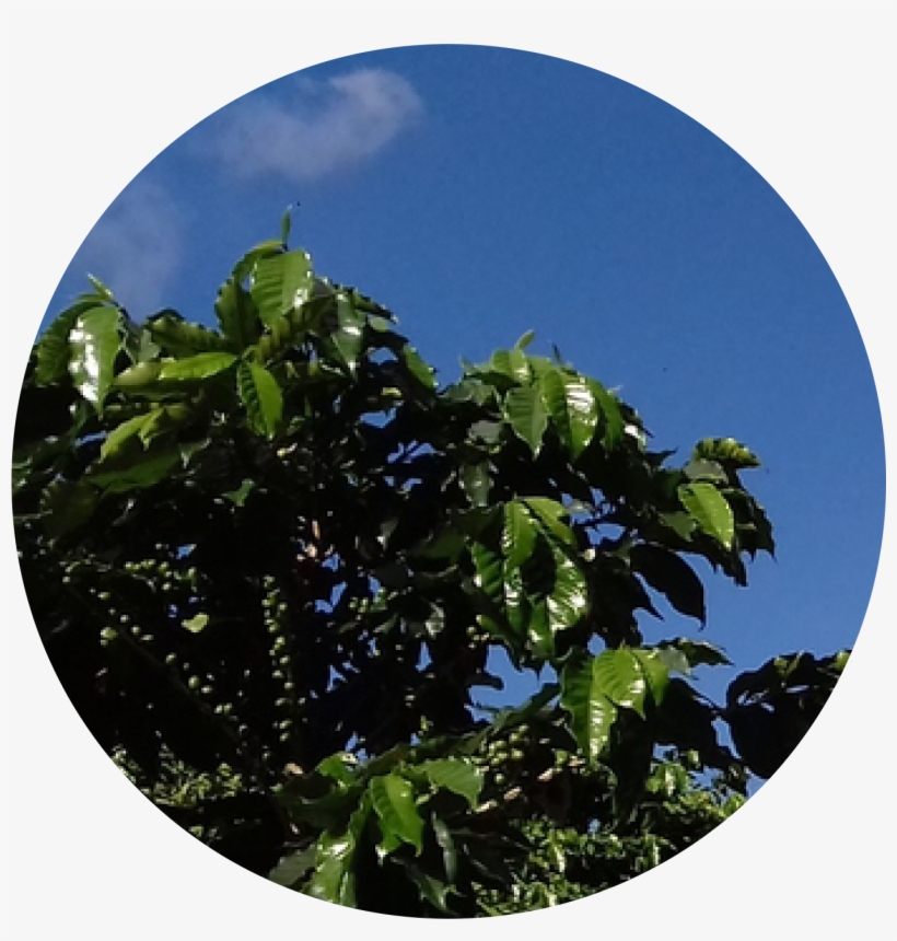 Sitio Bela Vista - Swamp Maple, transparent png
