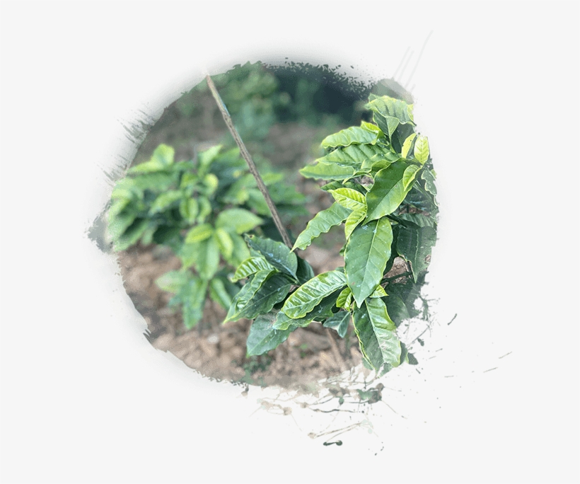 Next - Houseplant, transparent png