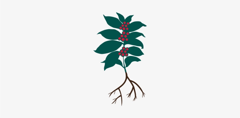 The Coffee Plant Enters Its Productive Cycle After, transparent png