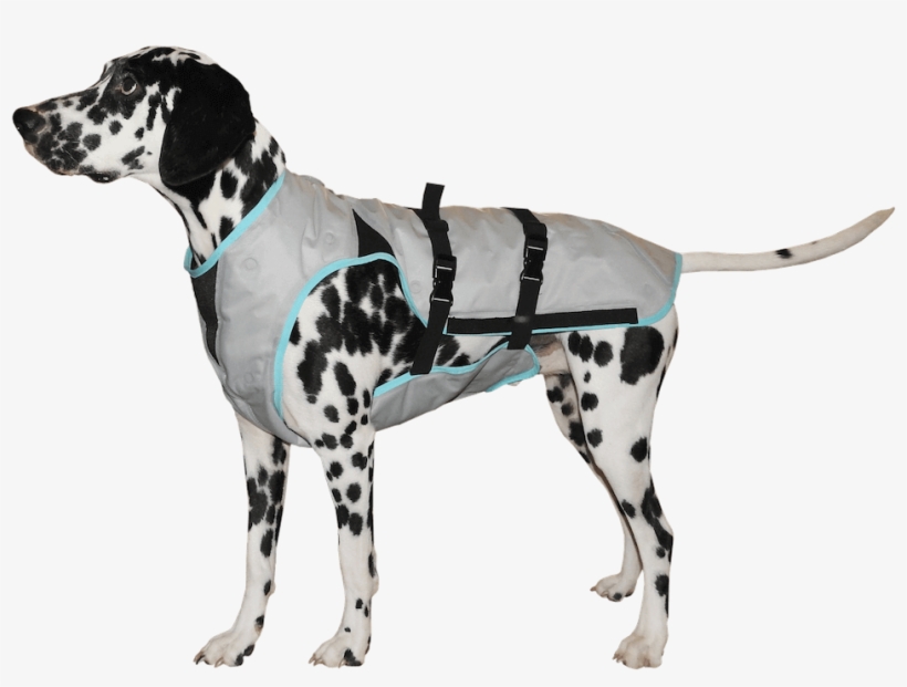 “keep Your Dog Cool And Dry, This Helps To Avoid Heat - Suitical Dry Cooling Vest, transparent png