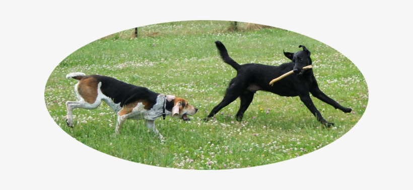 American Foxhound And Labrador Retriever Playing - American Labrador Retriever, transparent png
