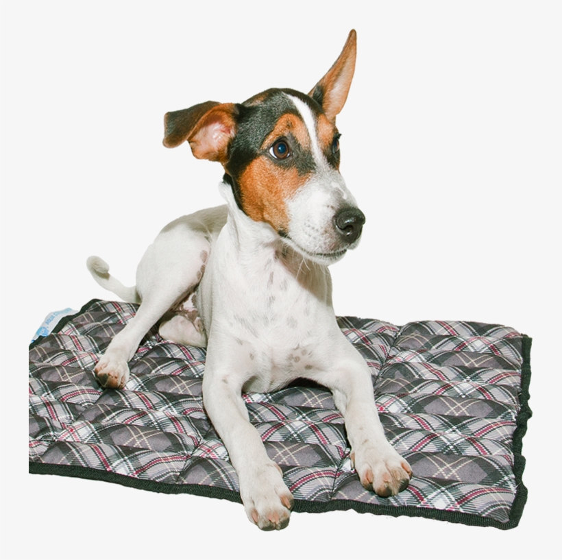 Be - Aqua Coolkeeper Scottish Grey, transparent png