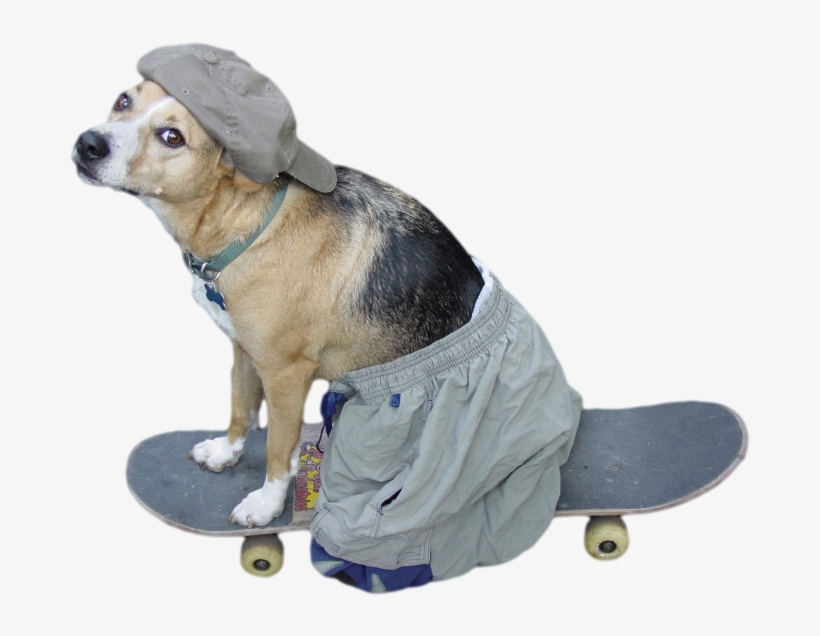 And Remember, Stay Cool - Cool Dog On Skateboard, transparent png