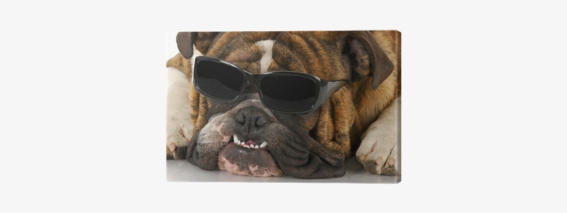 Dog, transparent png