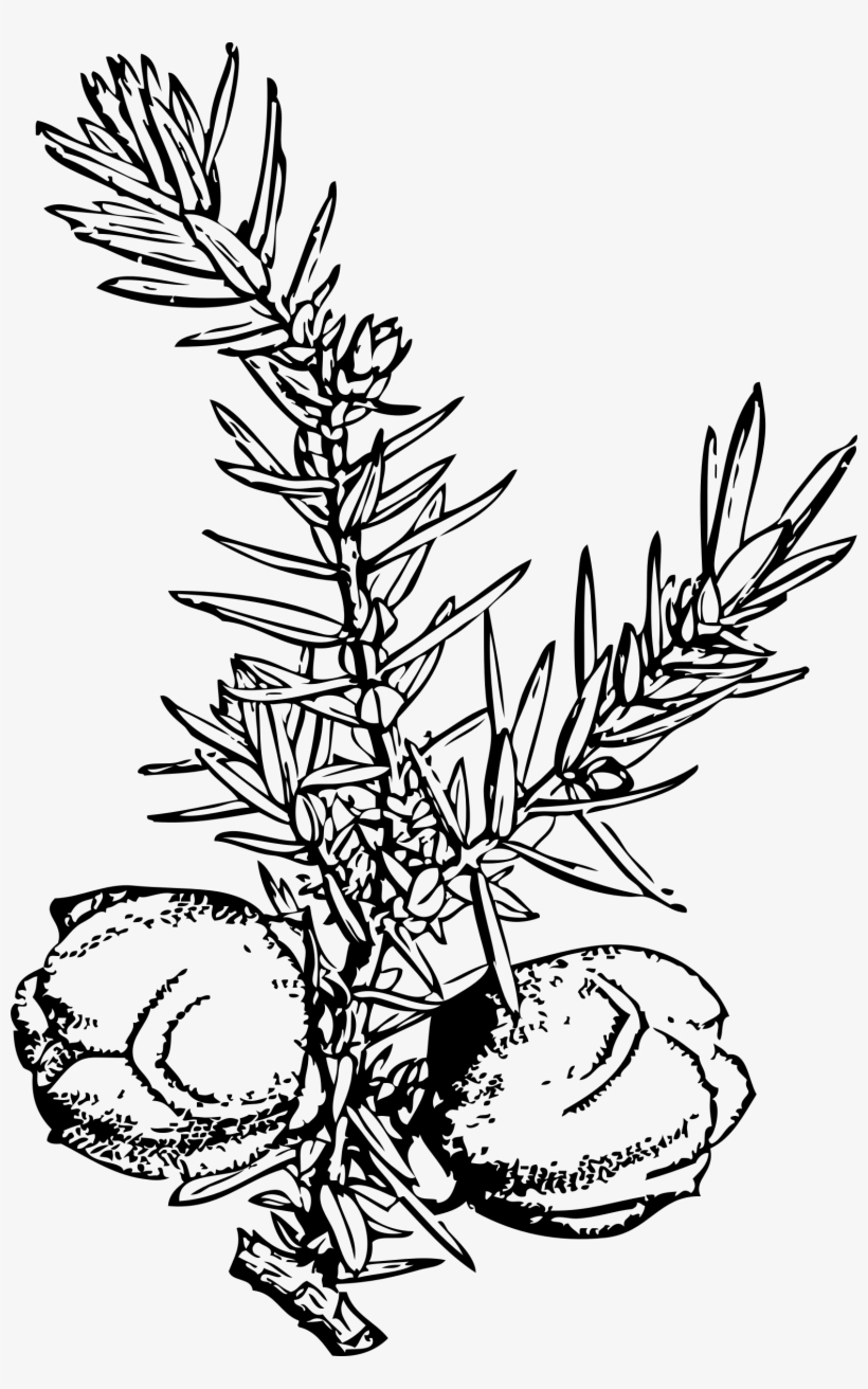 Big Image - Juniper Berries Clip Art, transparent png