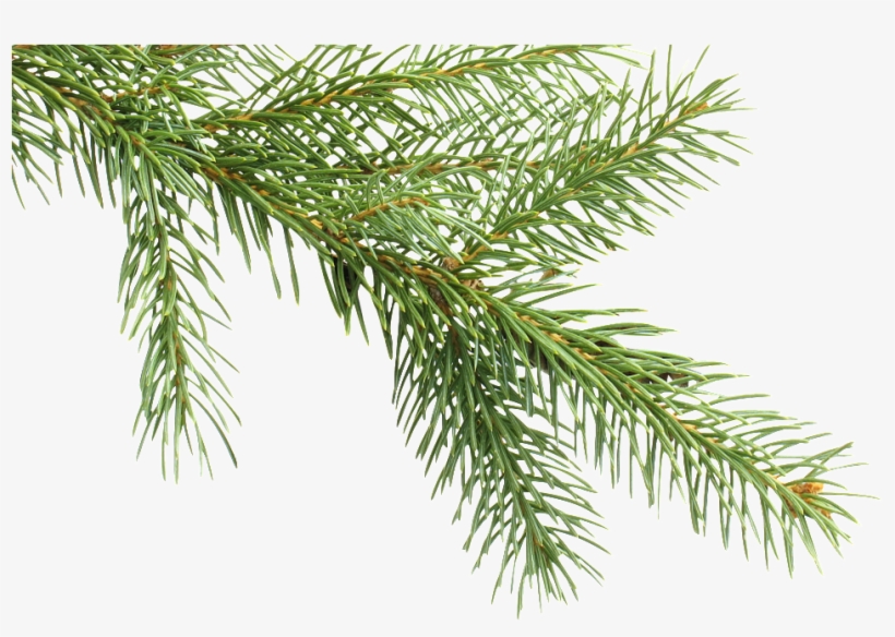 Coniferous Plant Branches Transparent Decorative - Fraser, Ltd. Festival Of Trees: Decorating Ideas, transparent png